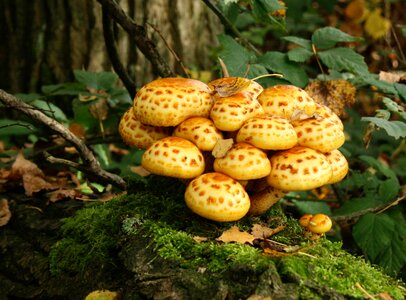 Forest mushroom gold fur-schüppling autumn