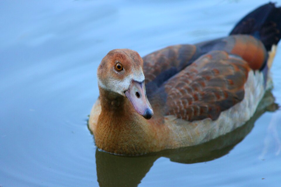 Water bird animal goose photo