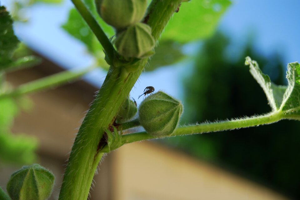 Hollyhock nature reproduction