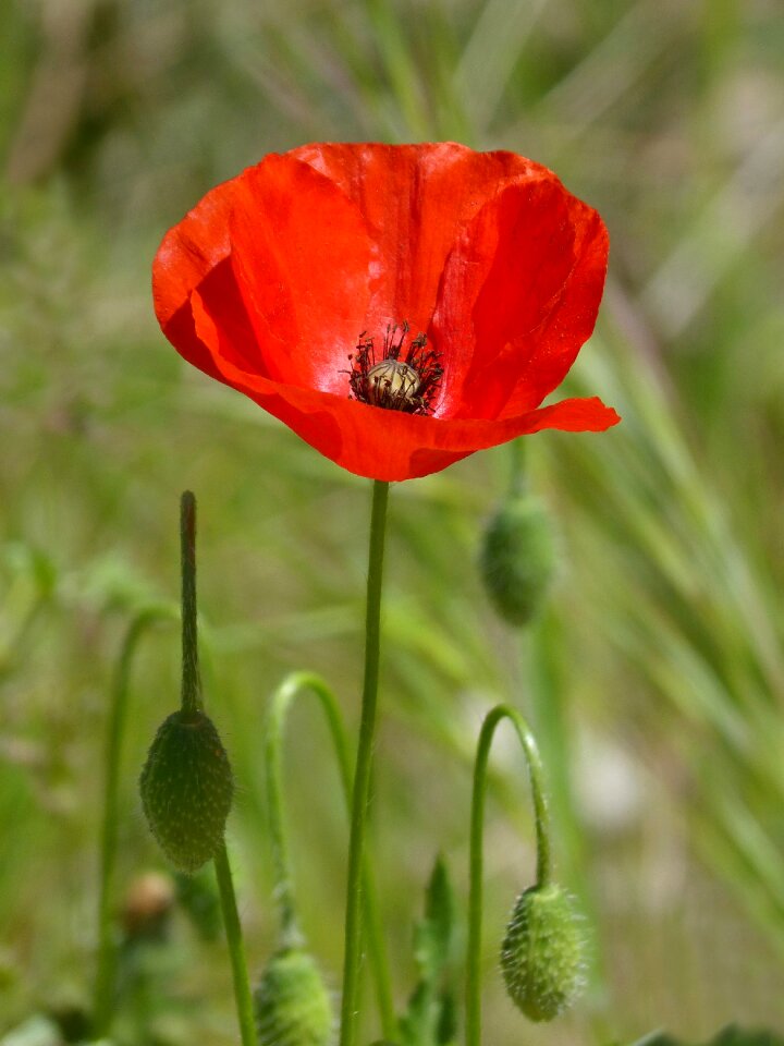Flower nature papaverales