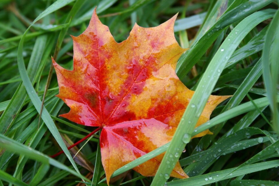 Withered leaves nature