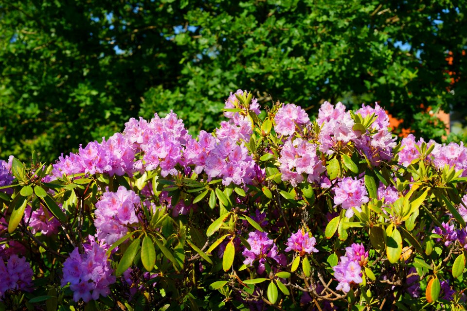 Rhododendron blossoms purple ornament