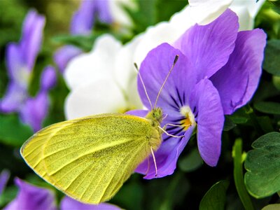 400–500 nature yellow photo