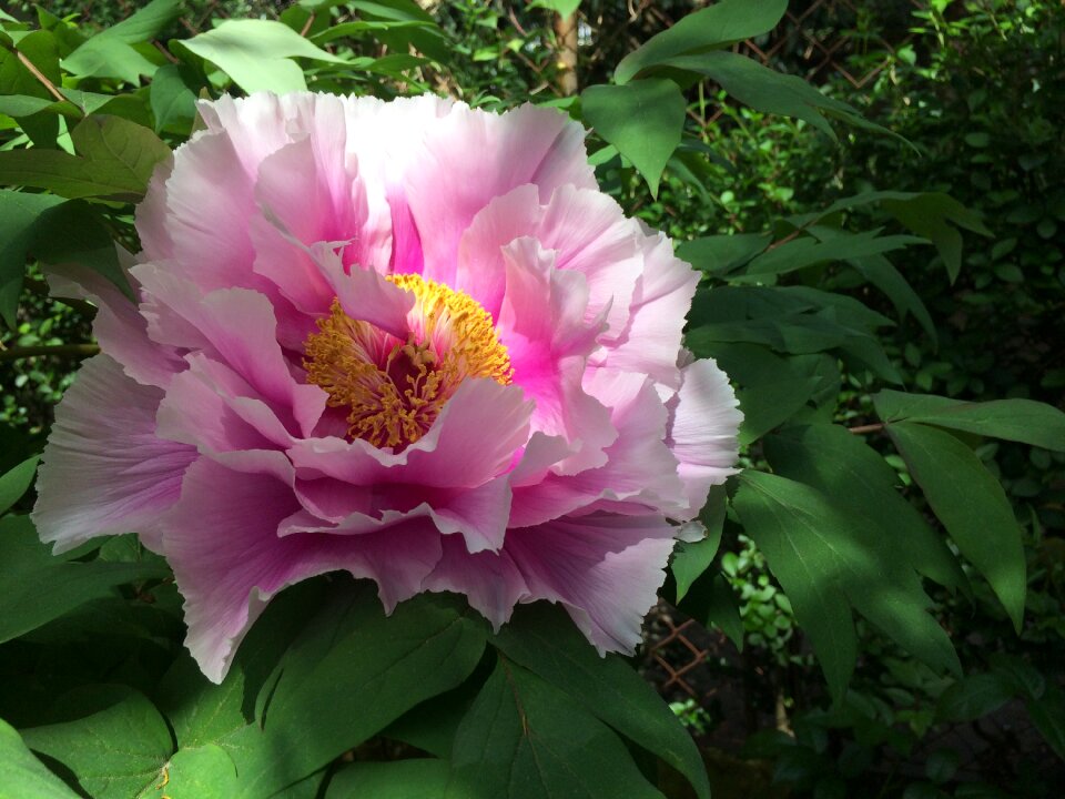 Peony petals pink