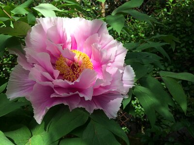 Peony petals pink photo