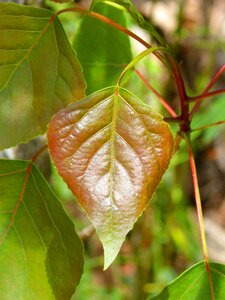 Red leaf plant nature