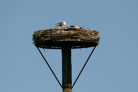 Nest pole hatch