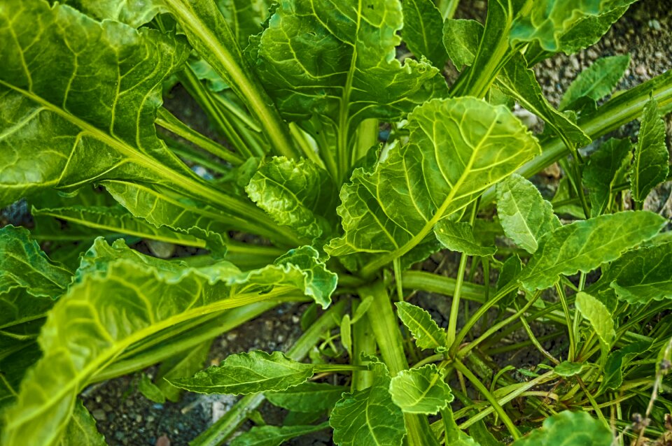Green leaves vegetable healthy