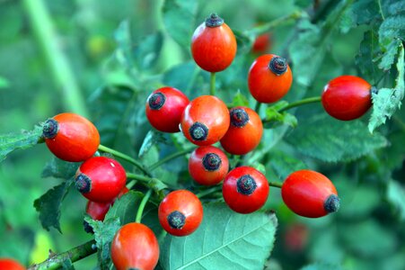 Red nature plant