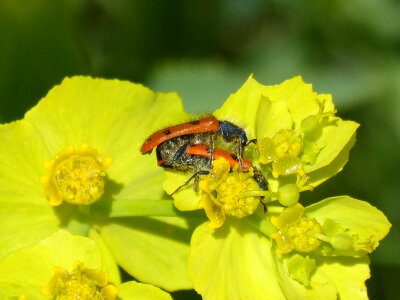 Insect breeding spring insect intercourse
