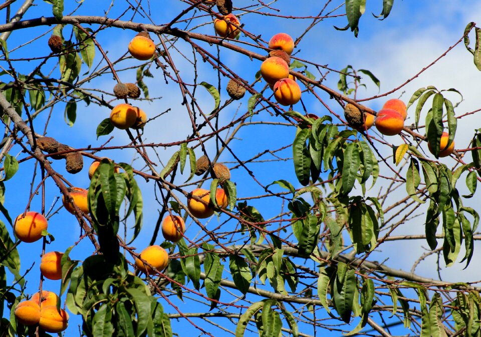 Fruit autumn season