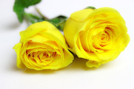 Yellow roses yellow flower