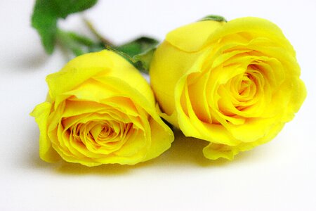 Yellow roses yellow flower photo