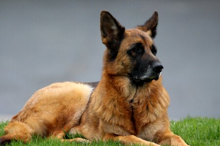 Dogs friend canine