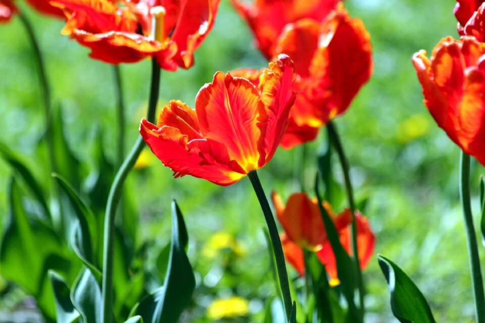 Spring beauty nature