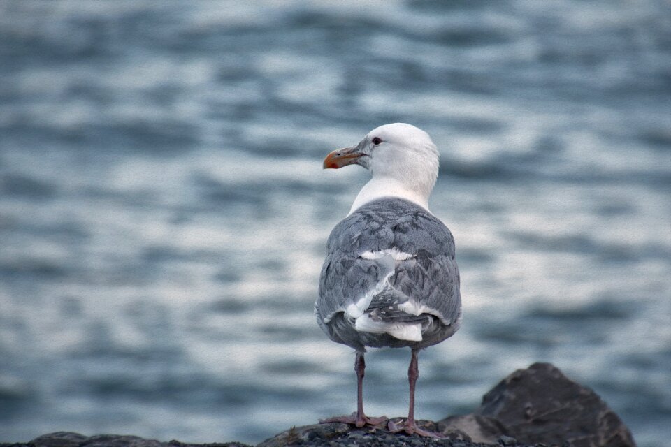 Bird animals coast