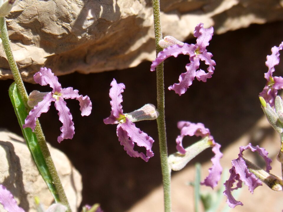 Nature plant outdoors