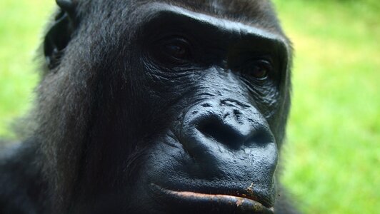 Chimpanzee jungle mammal photo