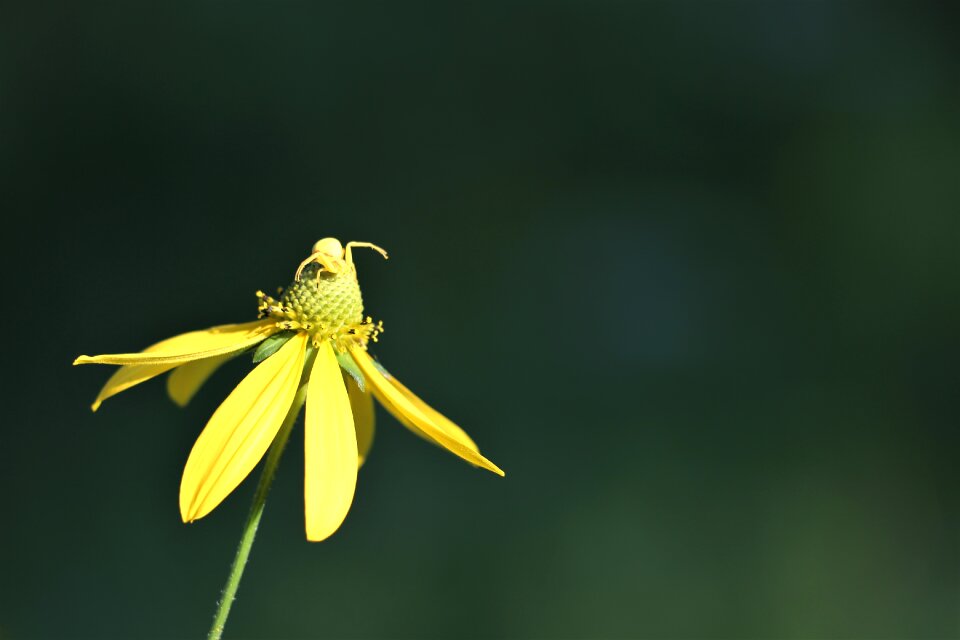 Insect camouflage summer