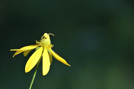 Insect camouflage summer photo