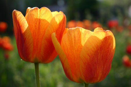 Flower tulip plant photo