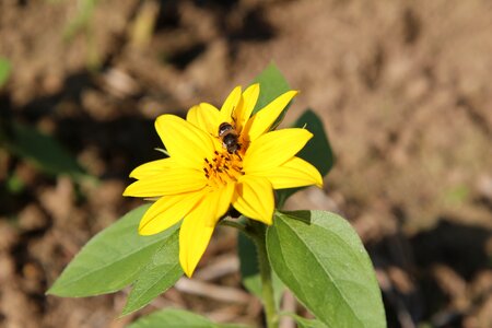 Insect foraging flower