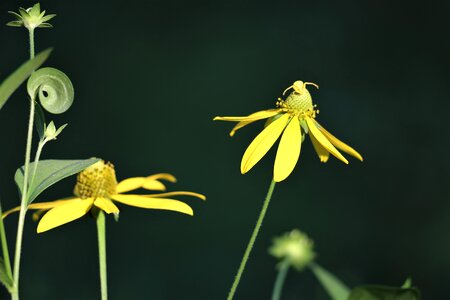 Misumena vatia insect camouflage