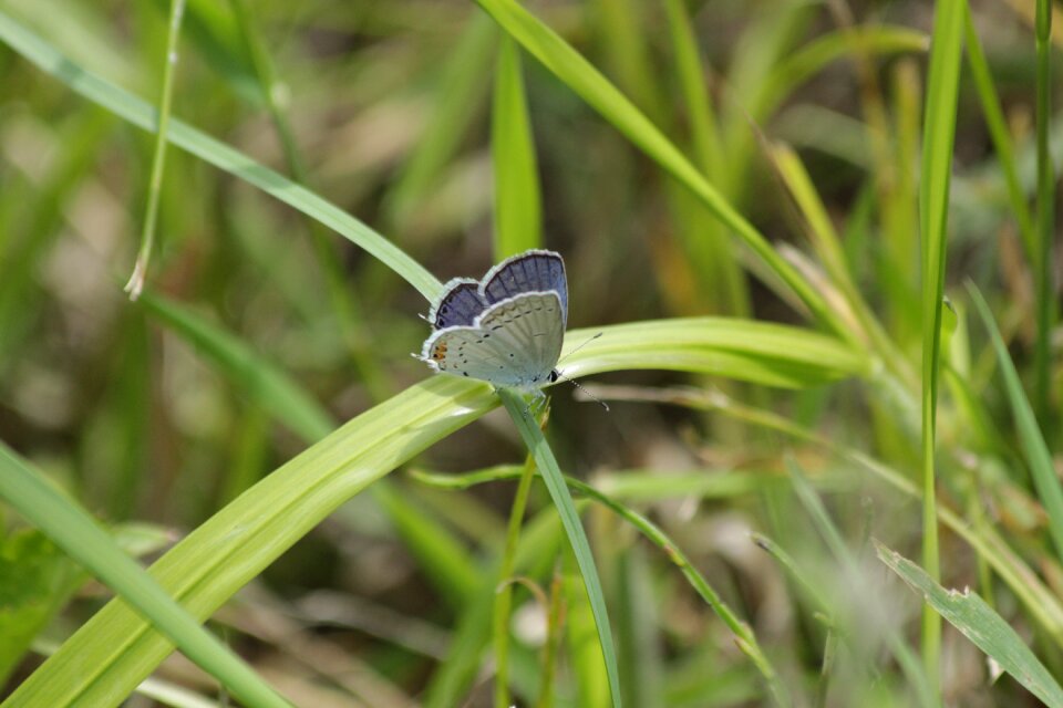 Lycaenidae cupidinidae lepidoptera