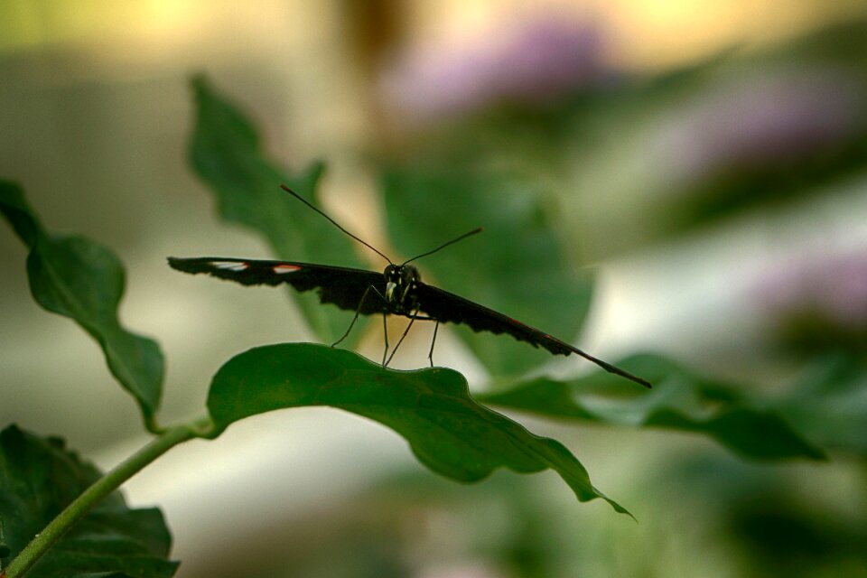 Butterfly tropical insect