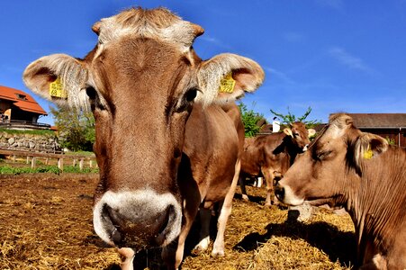 Fisheye funny hoofed animals
