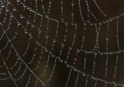 Dew in the morning nature