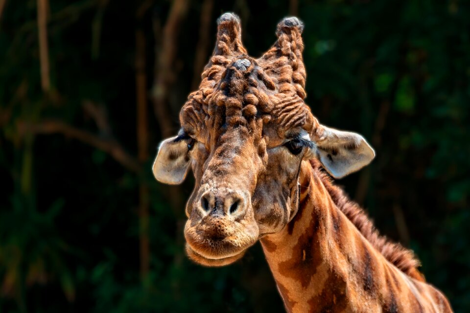 Fauna giraffe animals