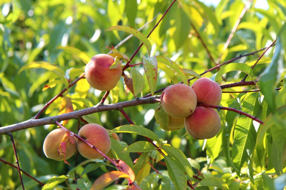 Fish fruit tree fruit