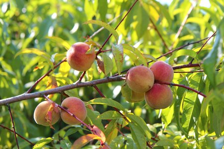 Fish fruit tree fruit