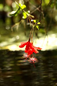 Flower tropical tropical flowers