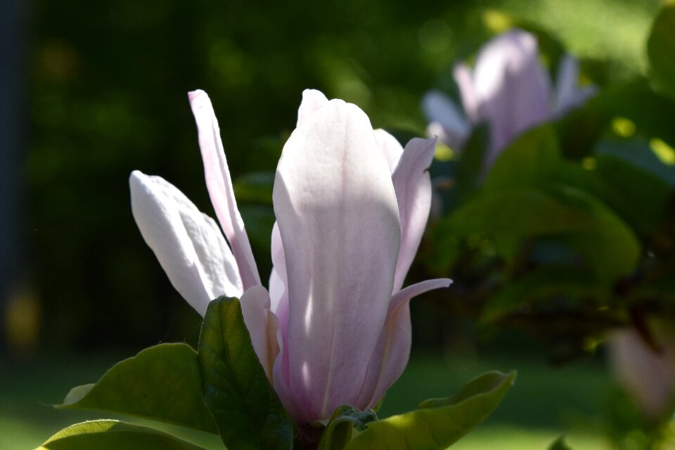 Garden spring pink
