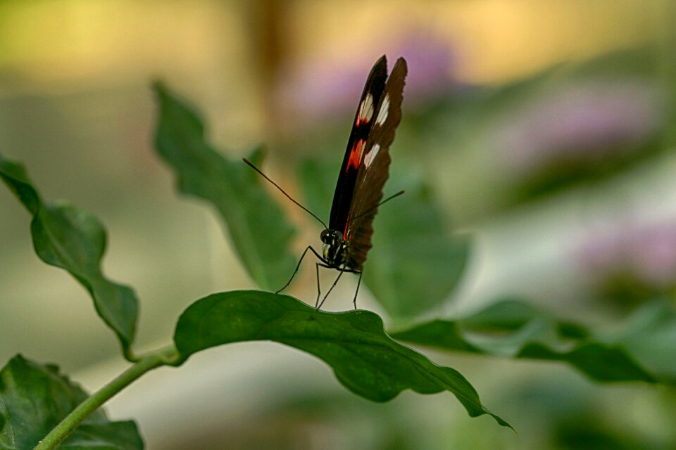Butterfly tropical insect