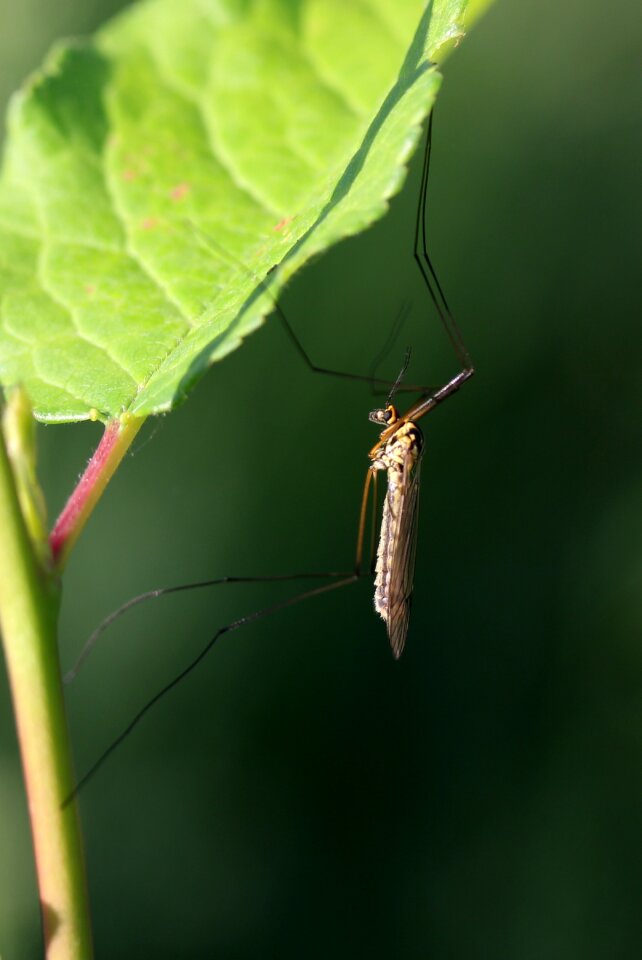 Macro biology fauna