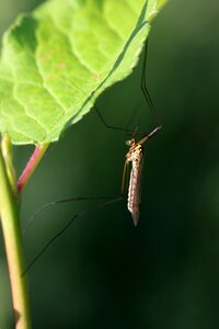 Macro biology fauna