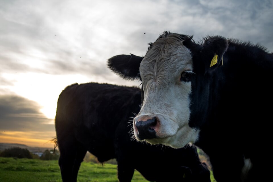 Cattle agriculture livestock