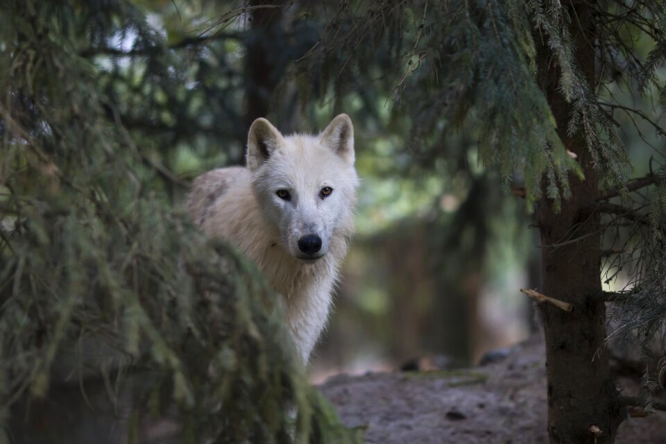 White mammal forest