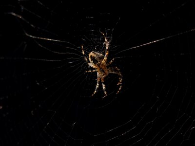 Spider web cobweb