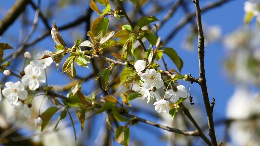 Nature plant season photo