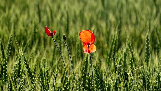 Wild flower red flower green wheat
