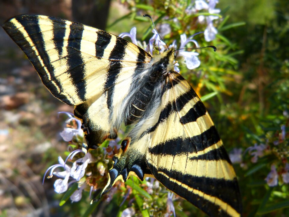 Papallona zebrada xuclallet nature