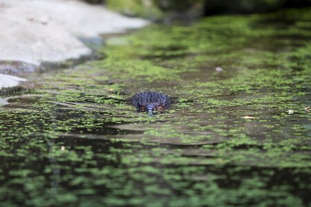 Nature animal mammal