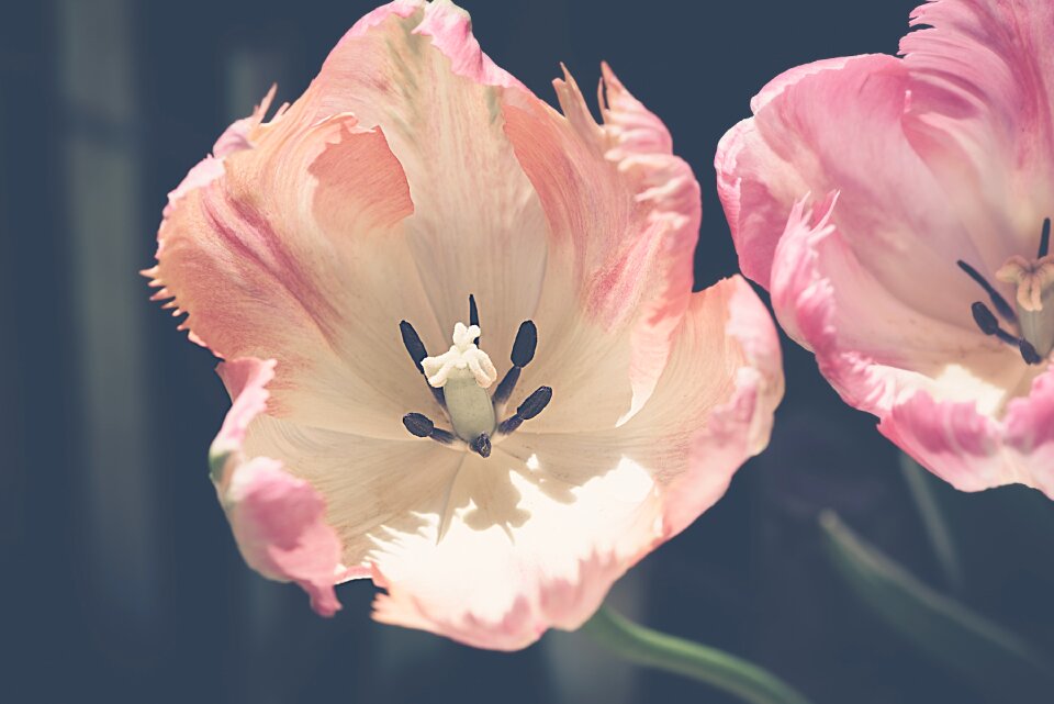Salmon tulip pink blossom