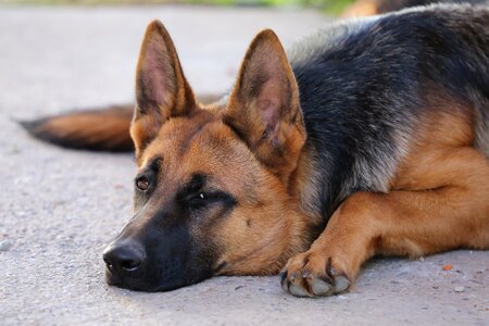 Pet head guardian photo