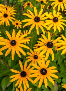 Rudbeckia yellow blossom photo