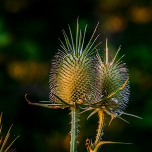 Plant nature flower